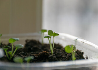 plastic plant boxes with earth and the first flower sprouts, blurred background, plant growing in spring for the garden