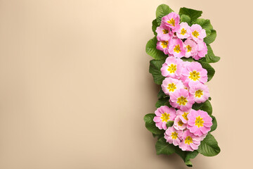 Beautiful pink primula (primrose) flowers on beige background, flat lay with space for text. Spring blossom