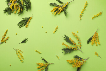 Beautiful mimosa flowers on green background, flat lay