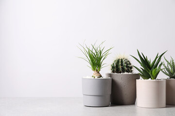 Different house plants in pots on grey table against white background, space for text