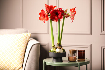 Beautiful red amaryllis flowers on table in room