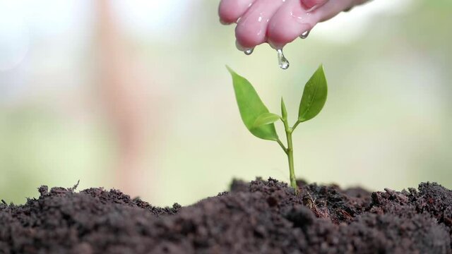 Close up water a plant small tree green leaf by hands. Save the earth for planting forest by begin from first young tree with pouring drop natural water from woman finger. Slow motion dolly move