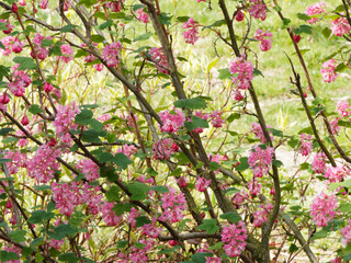 Red flowering currant or ribes sanguineum. Lusty shrub, with pretty leaves that look like small, crinkled maple leaves and small, tubular pink to red flowers arranged in big and fat drooping clusters