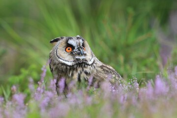 Wild European Long eared Owl, Asio otus, sitting on the ground. Wildlife scene from nature.