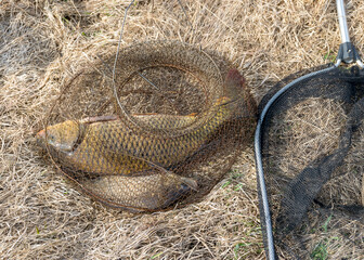 a carp caught in a fish net, fishing as a hobby, early spring in nature, amateur fishing