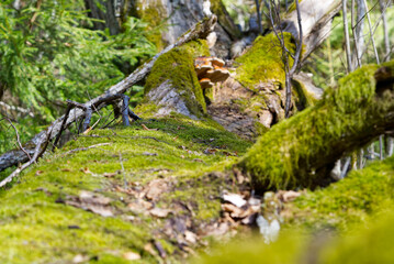 Fallen old trees covered with green moss in the spring forest. Spring forest colors in sunny day.