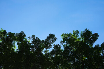 Obraz premium Trees leaves canopy against clear blue sky