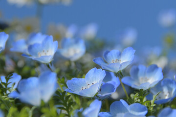 ネモフィラの花