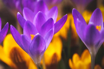 Möbelaufkleber Shining blossoms - Leuchtende Blüten © Ralf Kaiser