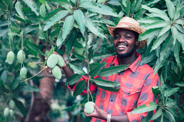 African man farmer holding mango fruit in organic farm.Agriculture or cultivation concept