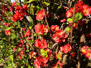 A bush of red flowers chaenomeles speciosa or chaenomeles japonica bloom on a sunny spring day.