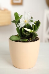 Beautiful blooming Schlumbergera (Christmas or Thanksgiving cactus) on white table