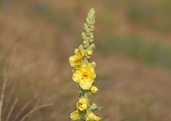 Yellow flower of denseflower mullein, Verbascum densiflorum
