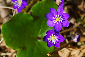 Flowering in the forest purpule Hepatica. Early spring flowers Hepatica nobilis. violet purple small flowers, wildflowers, Anemone hepatica protected species medicinal plant
