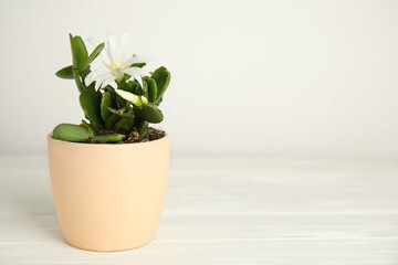 Beautiful blooming Schlumbergera (Christmas or Thanksgiving cactus) on white wooden table. Space for text