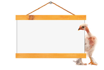 Funny white chicken looking at blank message board