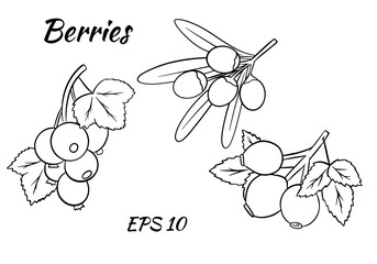 Set of colorful berries. Twigs of red currant, stinging, rose hips.