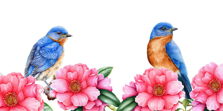 Eastern bluebirds with camelia flowers illustration. Spring watercolor image. Tender pink blossoms with tiny songbirds. Elegant spring lush border. Camelia flowers and birds on white background