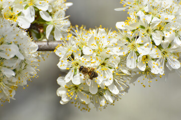 Honey bee on a flower of the tree blossoms. Blooming branch with white flowers, honey bee pollinate
