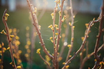 Spring leaves