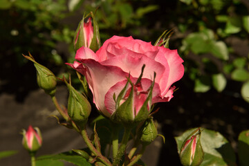 Róża 