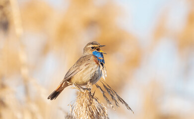bluethroat sings a song sitting on a reed