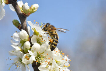 Honey bee on a flower of the tree blossoms. Blooming branch with white flowers, honey bee pollinate