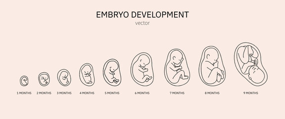 The development of the embryo. Prenatal development of the baby in a months. Pregnancy.