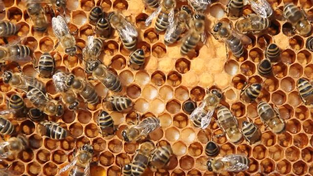 Signs of the development of a bee colony.
The frame includes pollen, eggs, larvae and cocoons of developing insects delivered to the hive.
