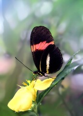 Piękno motyla