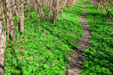 Trekking path in the forest . Walking in open air