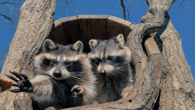 Two cute raccoons take some bread pieces with their tiny hands from a human hand and greedily eating.