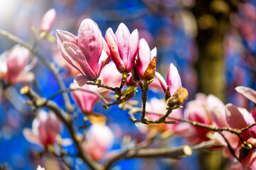 Magnolia flowers on a beautiful spring morning, Tuscany. Detail on pink flowers and blue sky