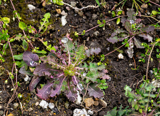 Grüne- wilde Pflanze