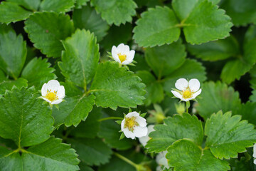 Flowers of a young strawberry plant