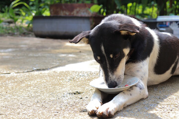 A dog eats pellets with a laziness.