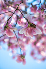 Magnolia flowers on a beautiful spring morning, Tuscany. Detail on pink flowers and blue sky