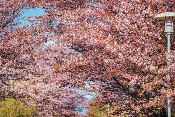 Sakura cherry tree pink flower texture with a modern lamppost. Intense pattern of rosy blossoms or blooming cherry branches in a cherry alley bear spring allergy arrival and warm weather illustration