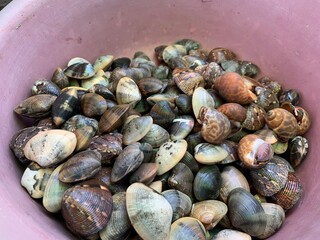 Palourde clams (grooved carpet shells), freshly collected. As displayed on a fish market.