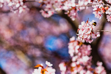 A bumble bee stands over pink cherry blossoms. The bumblebee is sipping nectar from a pink Sakura flower at spring. Plant pollination by a bee moving pollen among flowers achieving fertilization