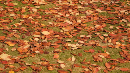 The dropped yellow autumn leaves full of the ground in autumn