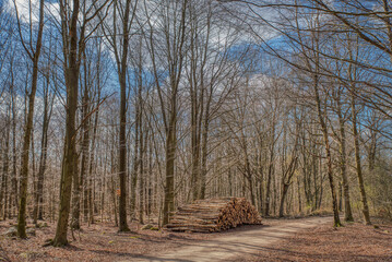 Pile of logs by a beaten track in a leafless forest. Raw wood or timber piled among bare trees or winter woods on a trail conveys concern for deforestation. Illustration for logging or timber industry