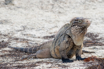 island land iguana