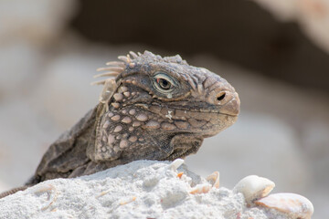 close up of a lizard