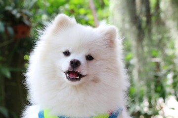 Portrait of a cute young white  Pomeranian dog smile in the park. Animal concept. Soft focus.