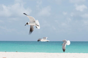 seagull on the beach