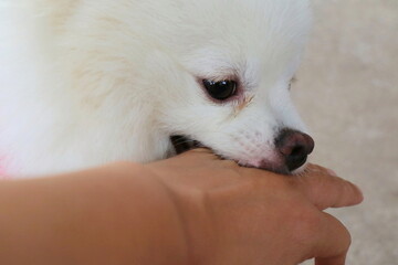 Soft focus of a cute white dog bites in hand while playing with owner. Dangerous and may be infected by rabies. Animal, people and health care concept.