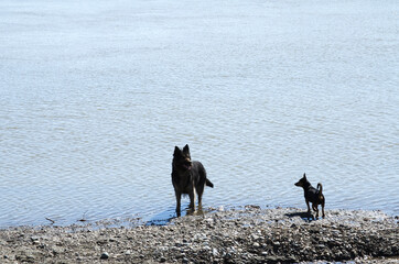 Naklejka premium two dogs by the river