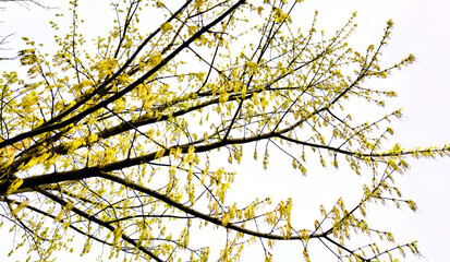 Yellow flowers on a tree on a white background