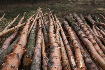 Environment, nature and deforestation - cutting down and felling of trees in a forest